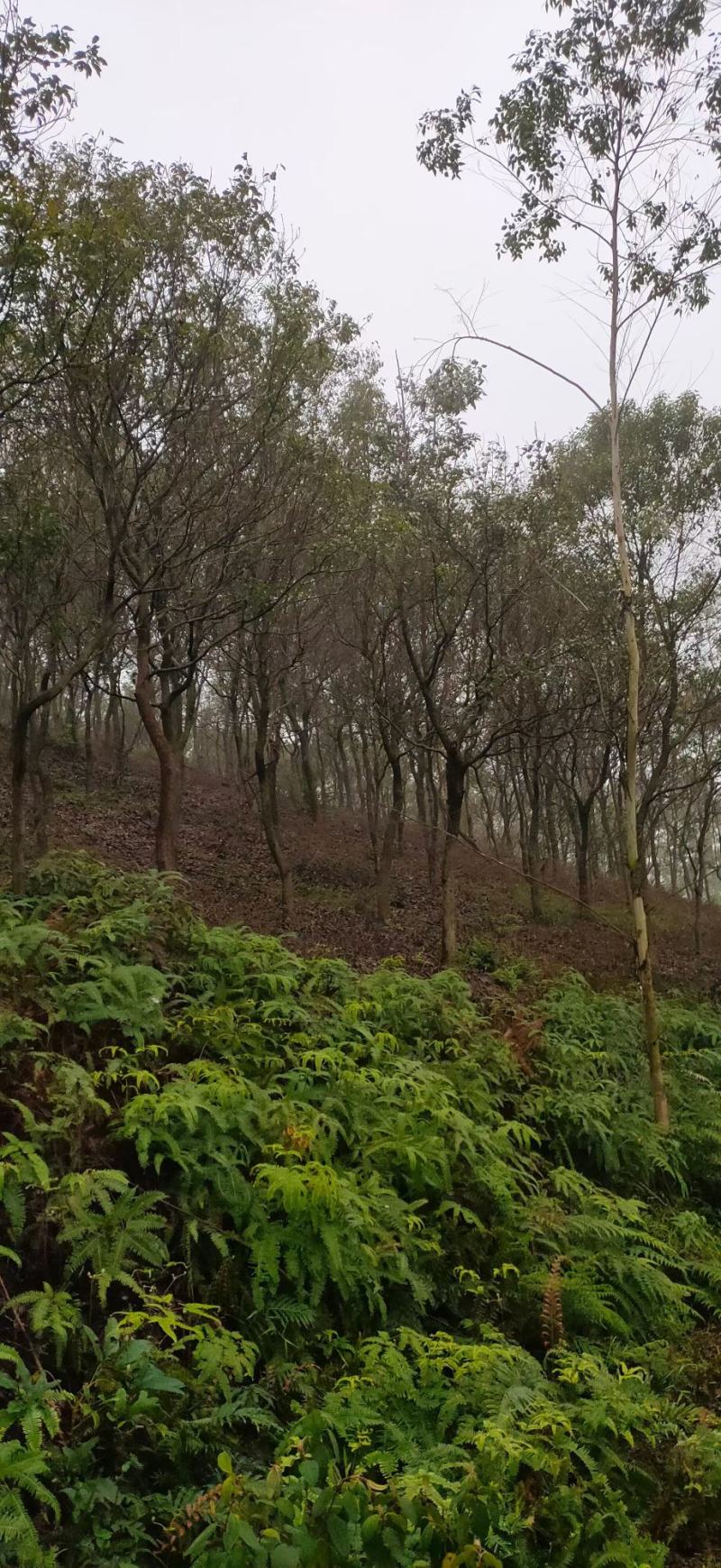 樟树