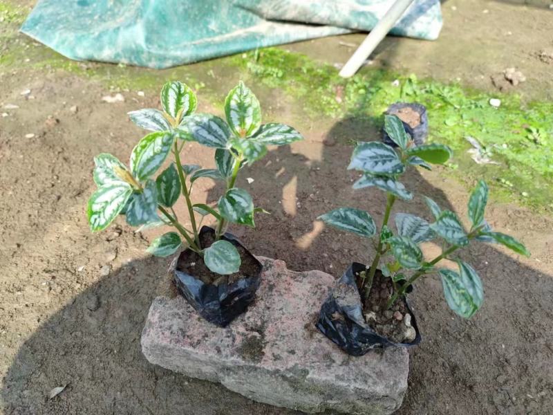 冷水花绿化苗木有需要的联系，量大优惠欢迎下单