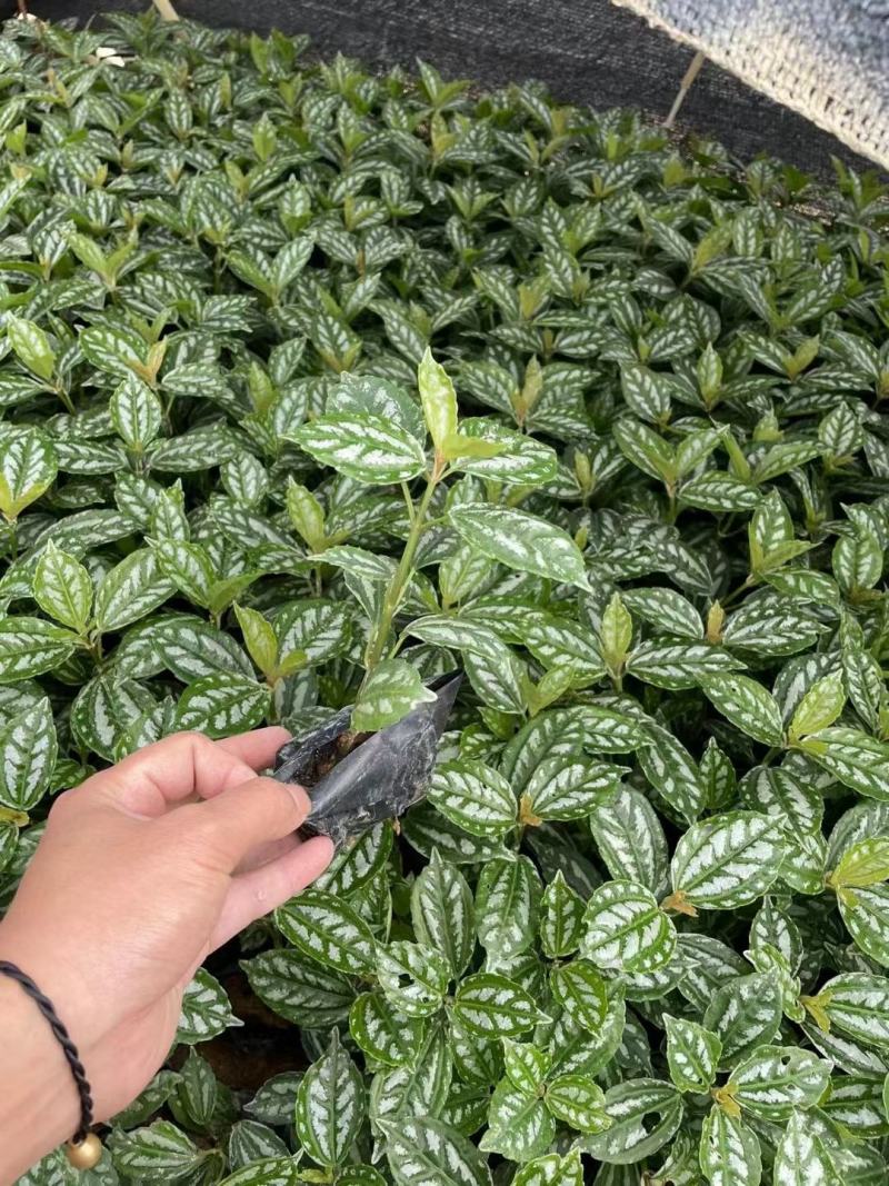 冷水花绿化苗木有需要的联系，量大优惠欢迎下单