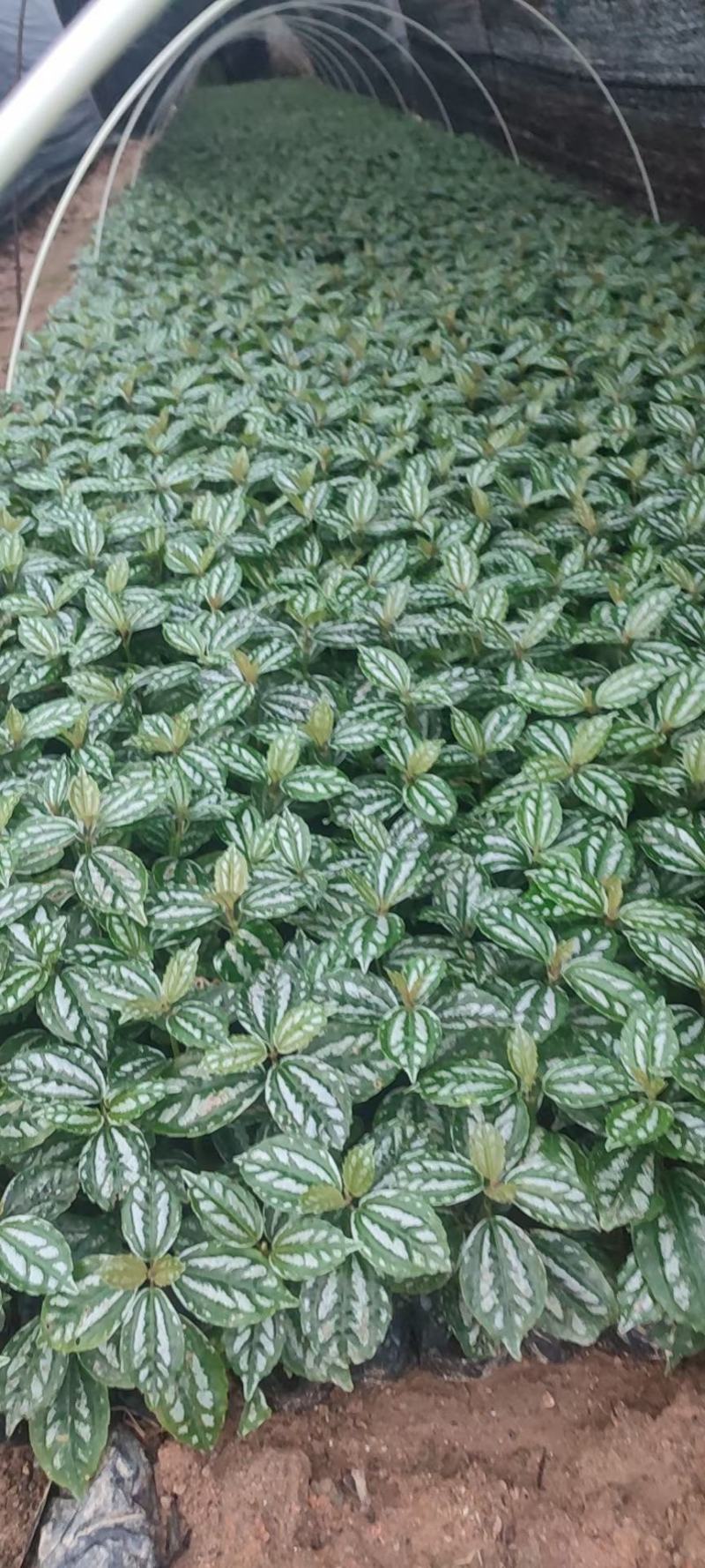 冷水花绿化苗木有需要的联系，量大优惠欢迎下单