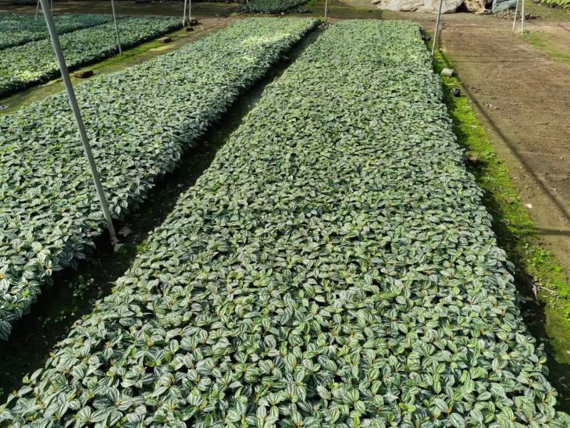 冷水花绿化苗木有需要的联系，量大优惠欢迎下单