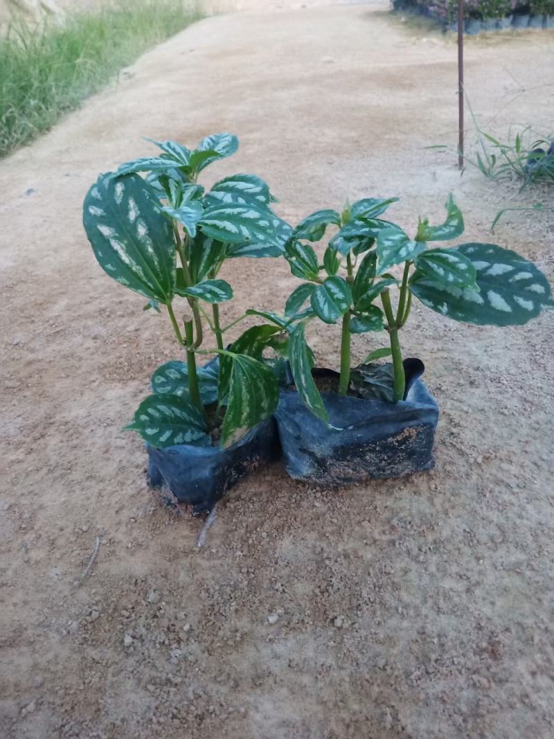 冷水花绿化苗木有需要的联系，量大优惠欢迎下单