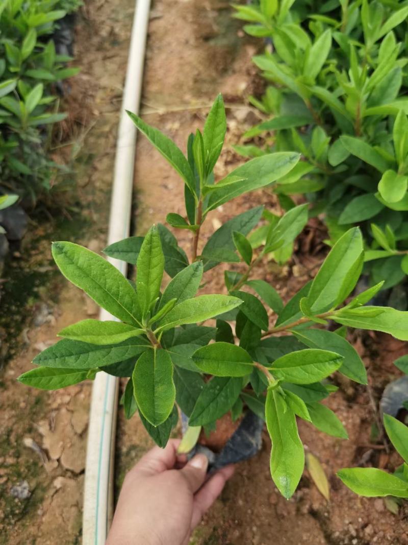 毛杜鹃绿化苗工程苗有需要的联系量多优惠，欢迎下单