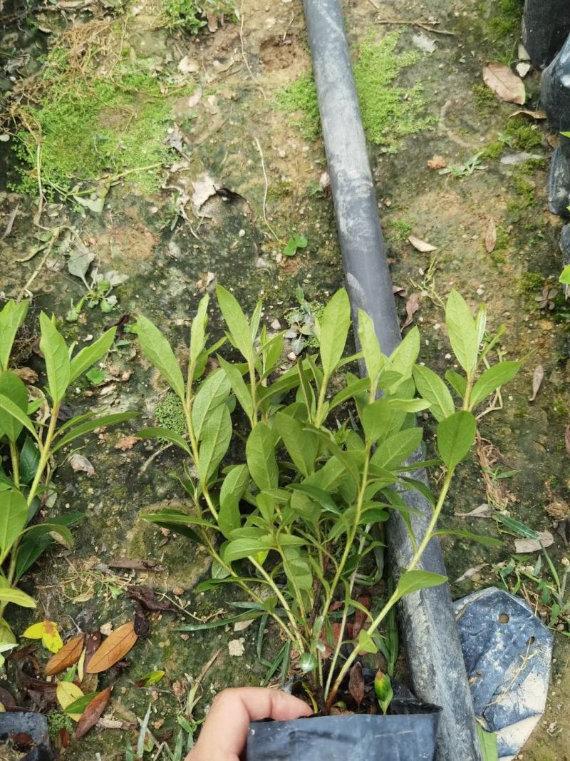 毛杜鹃绿化苗工程苗有需要的联系量多优惠，欢迎下单
