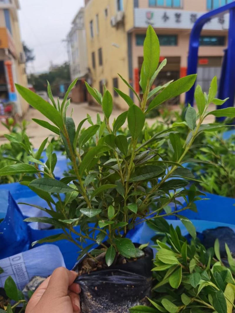 毛杜鹃绿化苗工程苗有需要的联系量多优惠，欢迎下单
