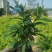 毛杜鹃绿化苗工程苗有需要的联系量多优惠，欢迎下单
