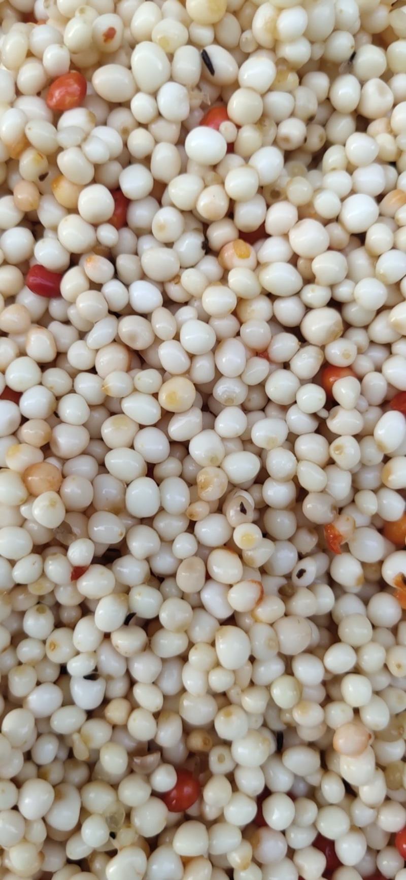 优质重楼种子去皮种子去壳红籽七叶一枝花种子提供种植技术