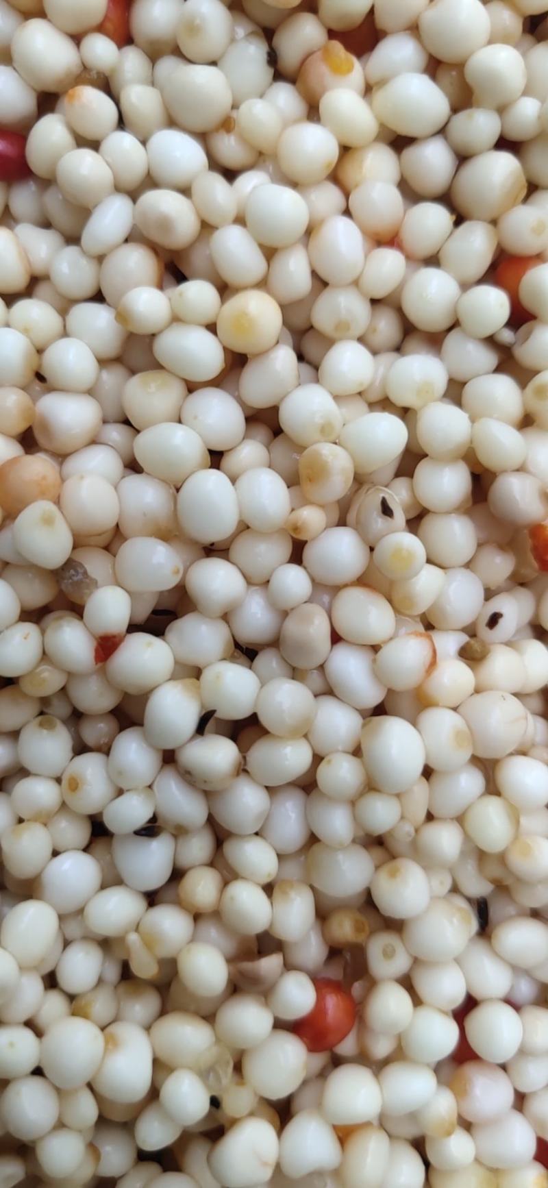 优质重楼种子去皮种子去壳红籽七叶一枝花种子提供种植技术