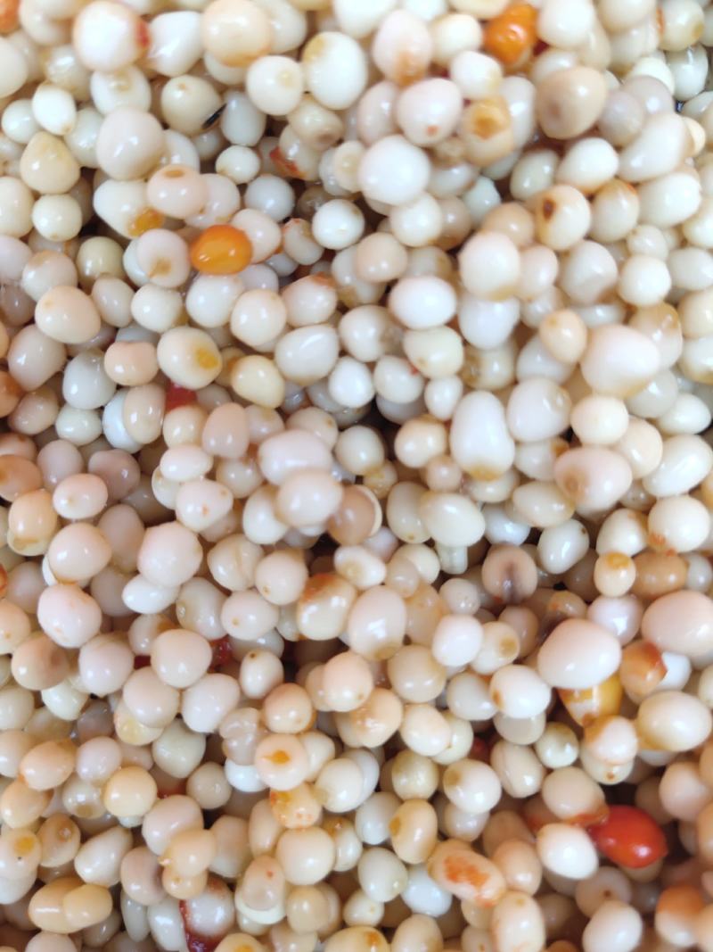 优质重楼种子去皮种子去壳红籽七叶一枝花种子提供种植技术
