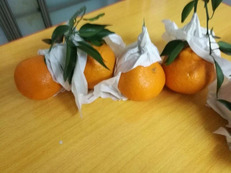 春见耙耙柑，金堂口感更好