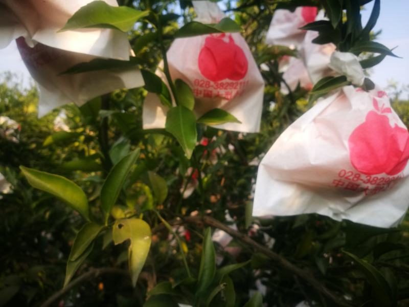 春见耙耙柑，金堂口感更好