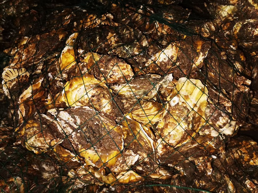 生蚝养殖场景图