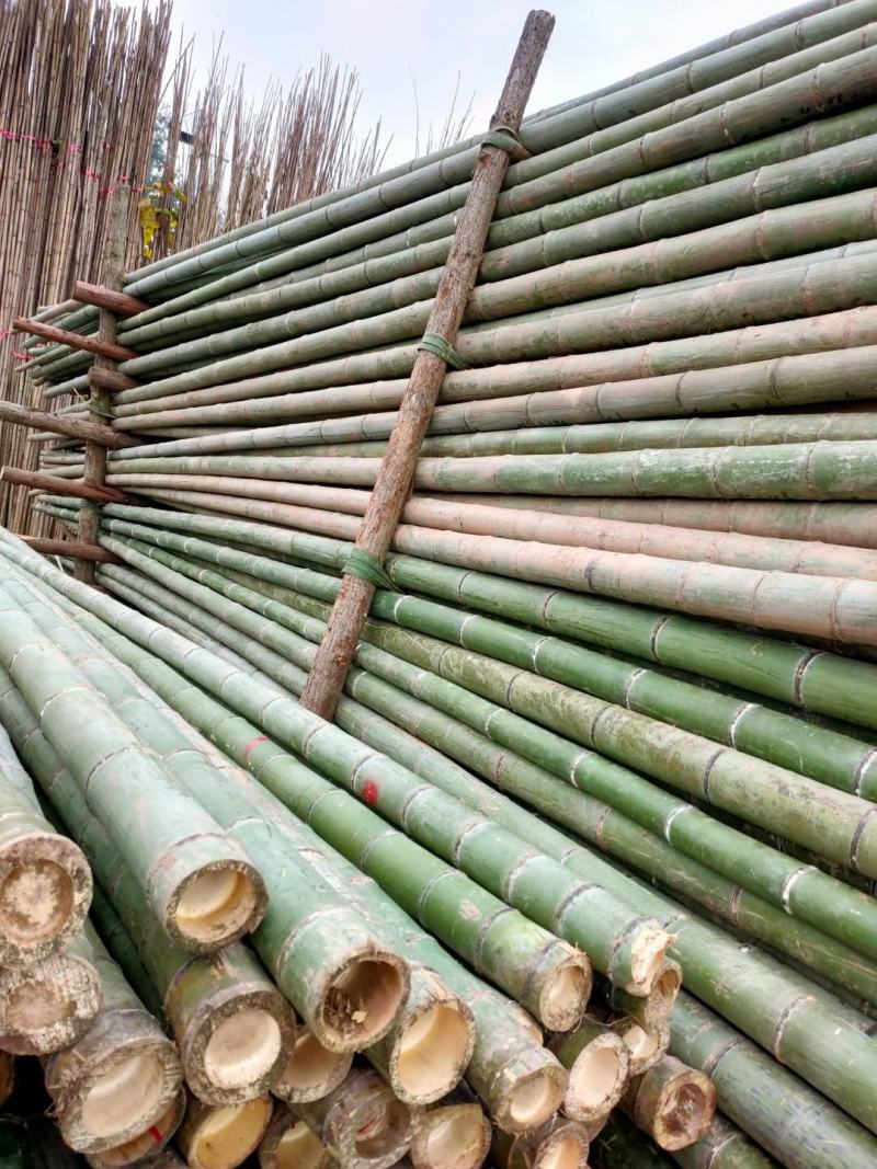 成都厂家直销精品楠竹大量上市中，现货批发各种规格