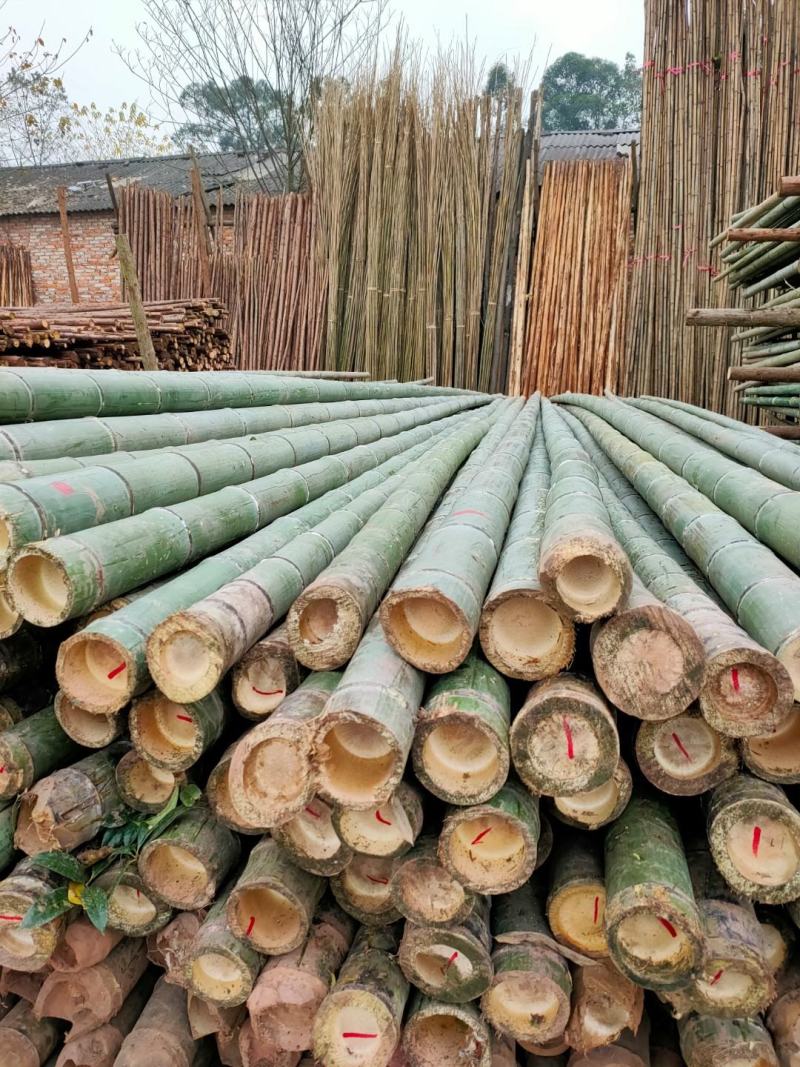 成都厂家直销精品楠竹大量上市中，现货批发各种规格