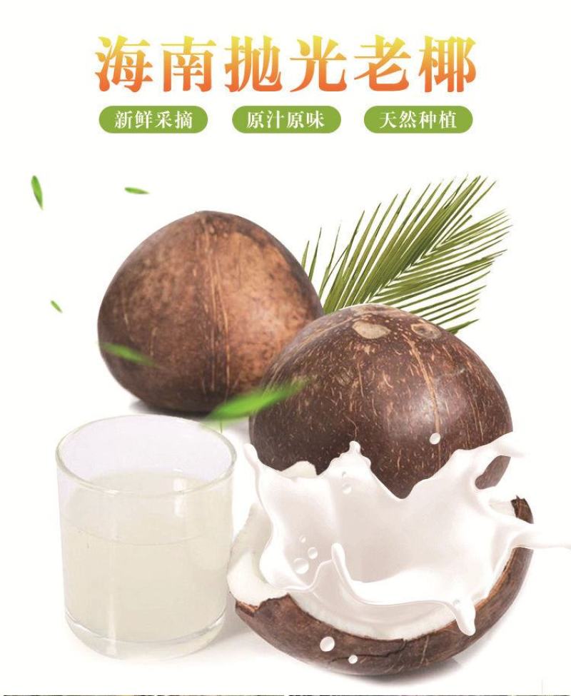 批发海南牛奶椰子椰皇椰王老椰子多汁椰奶冻椰子鸡汤煲汤包邮