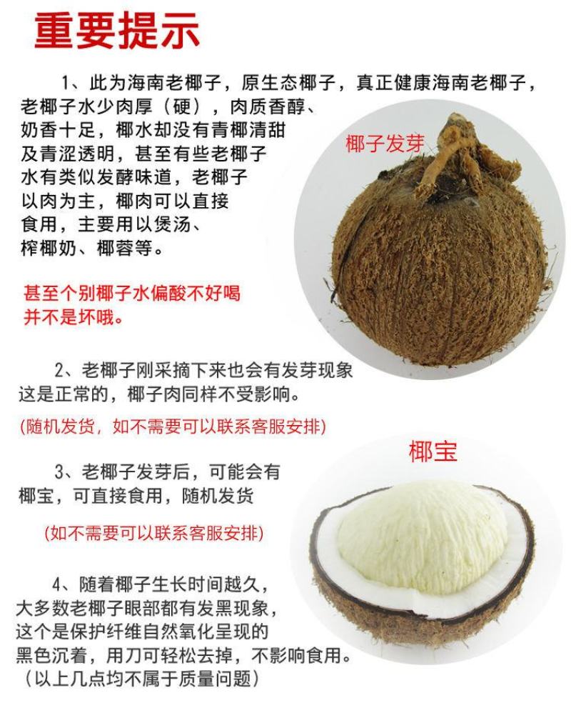 批发海南牛奶椰子椰皇椰王老椰子多汁椰奶冻椰子鸡汤煲汤包邮