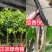 沉香椅楠树