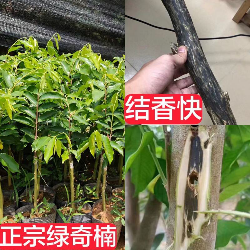 沉香椅楠树