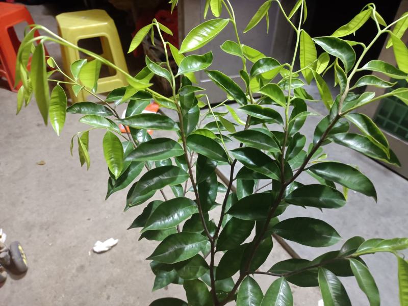 沉香椅楠树