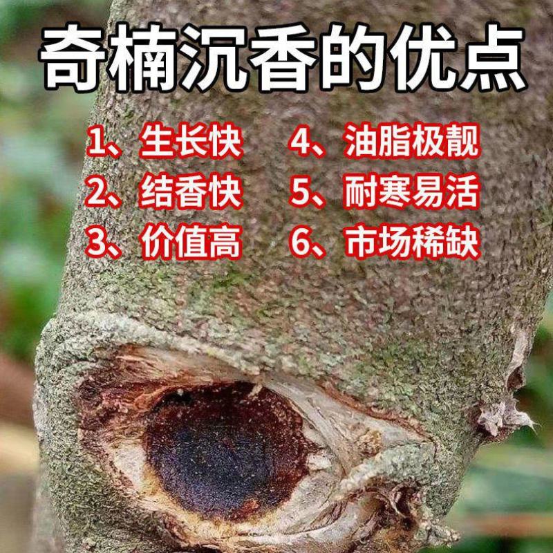 沉香椅楠树