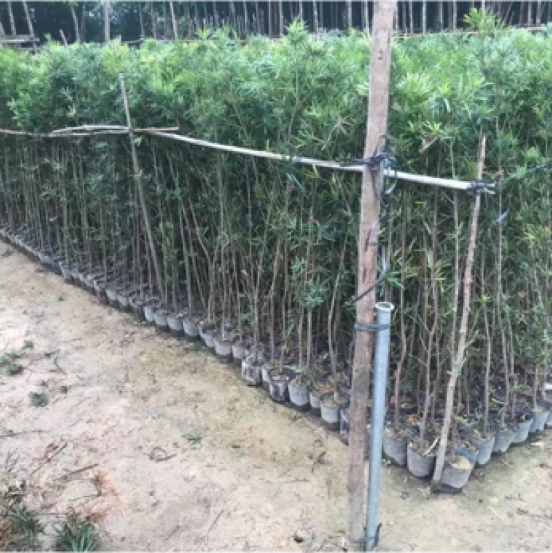 罗汉松