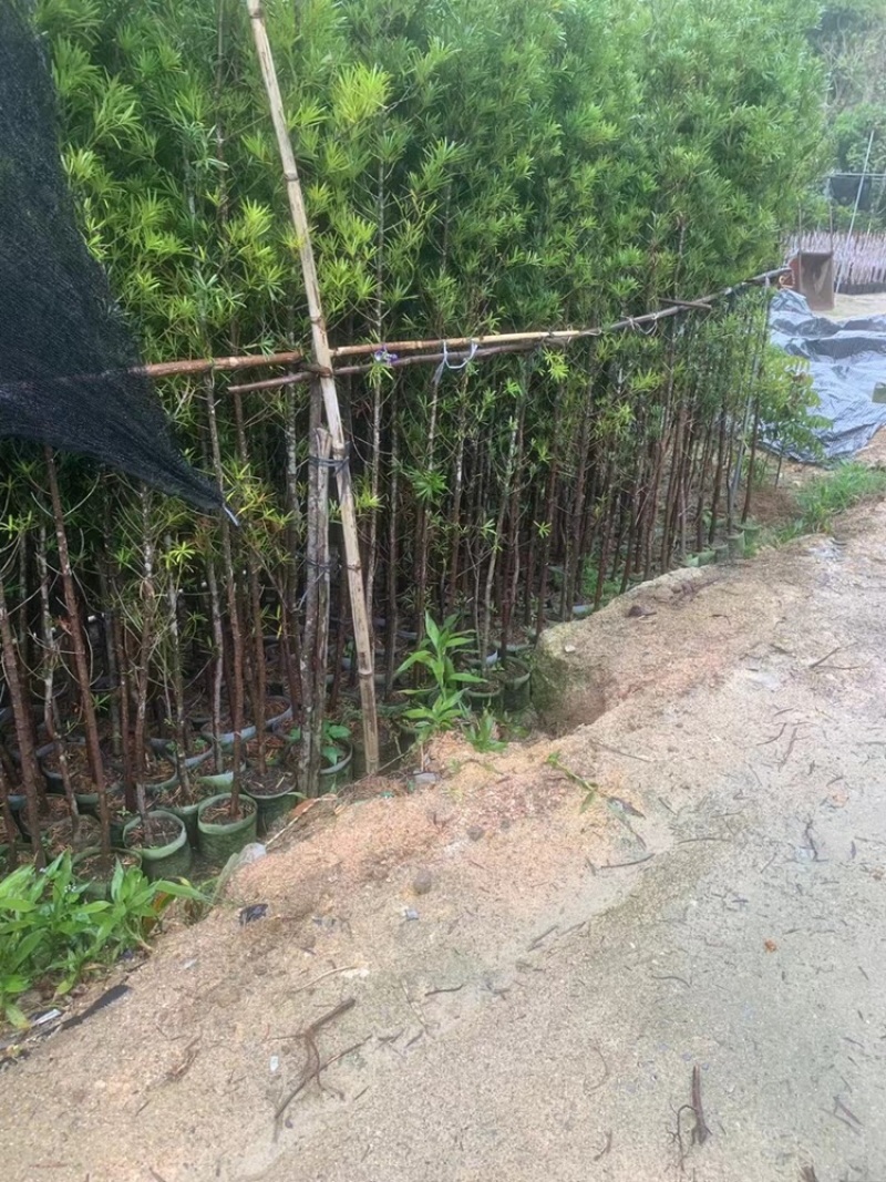 罗汉松