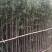 罗汉松