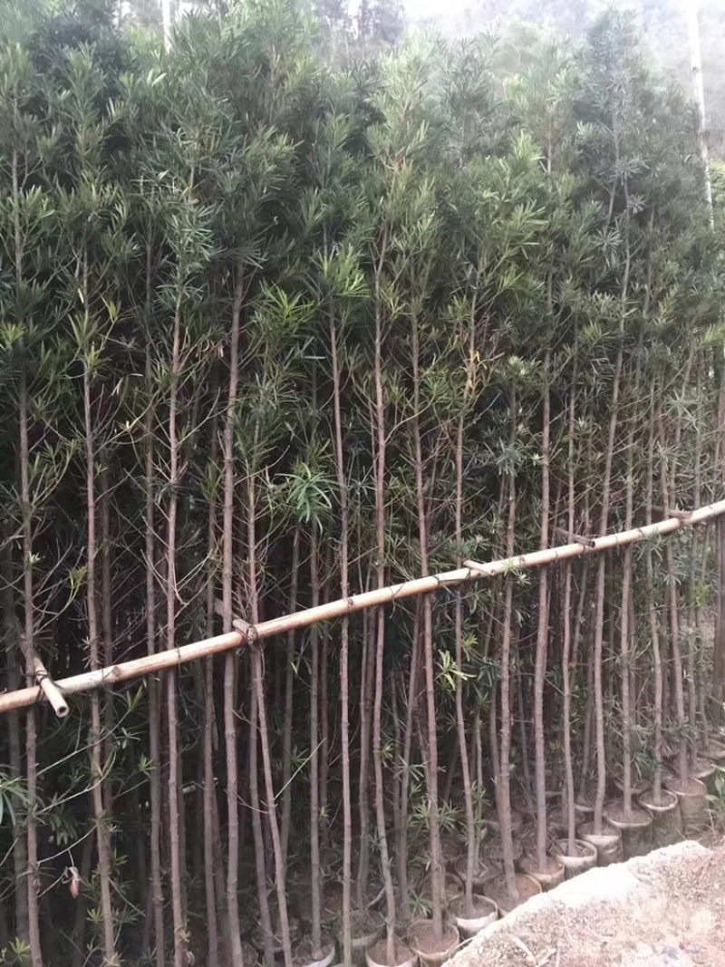 罗汉松