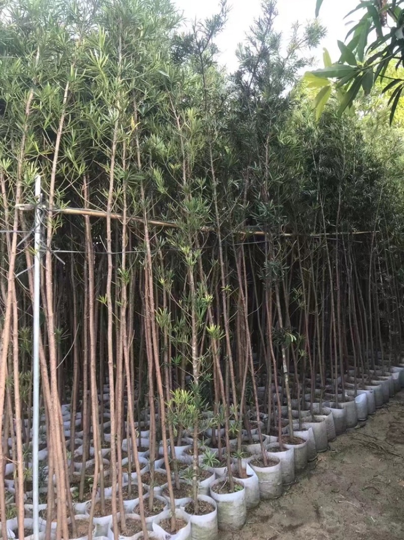 罗汉松