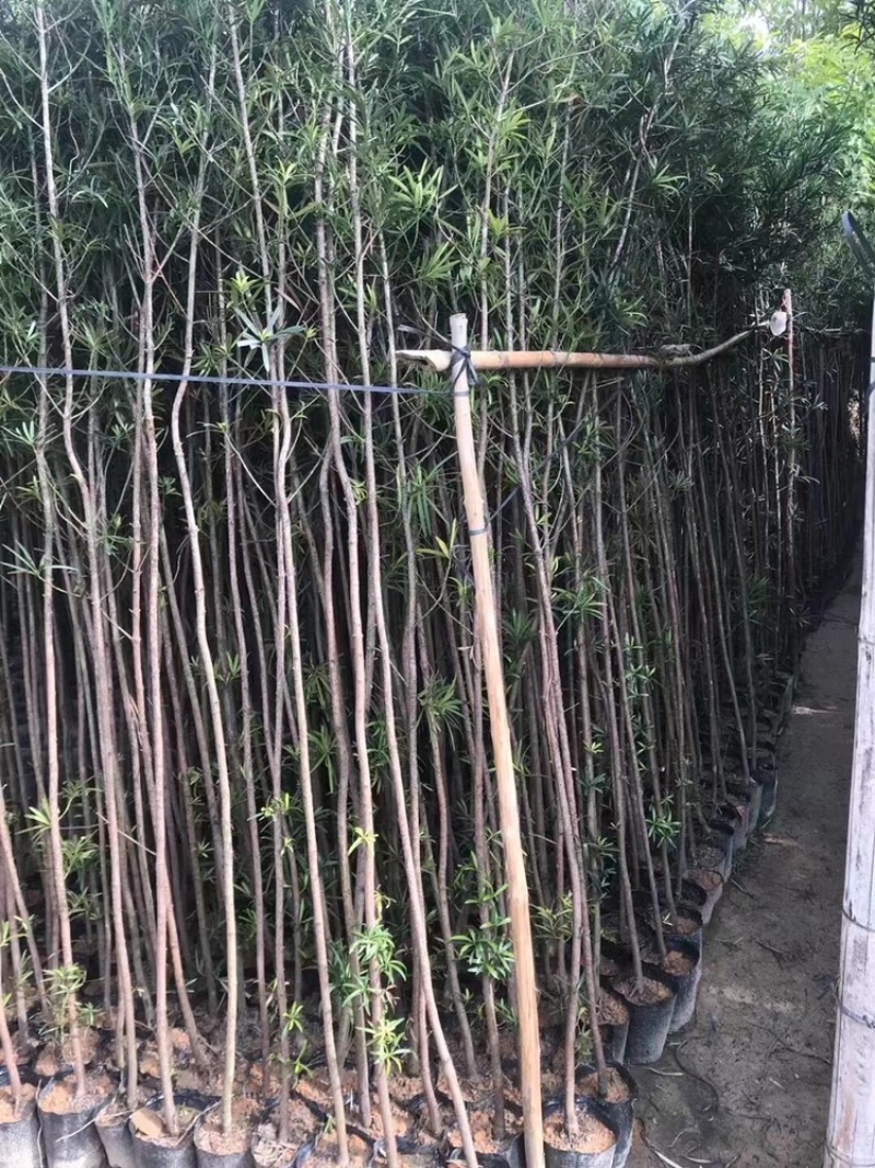 罗汉松