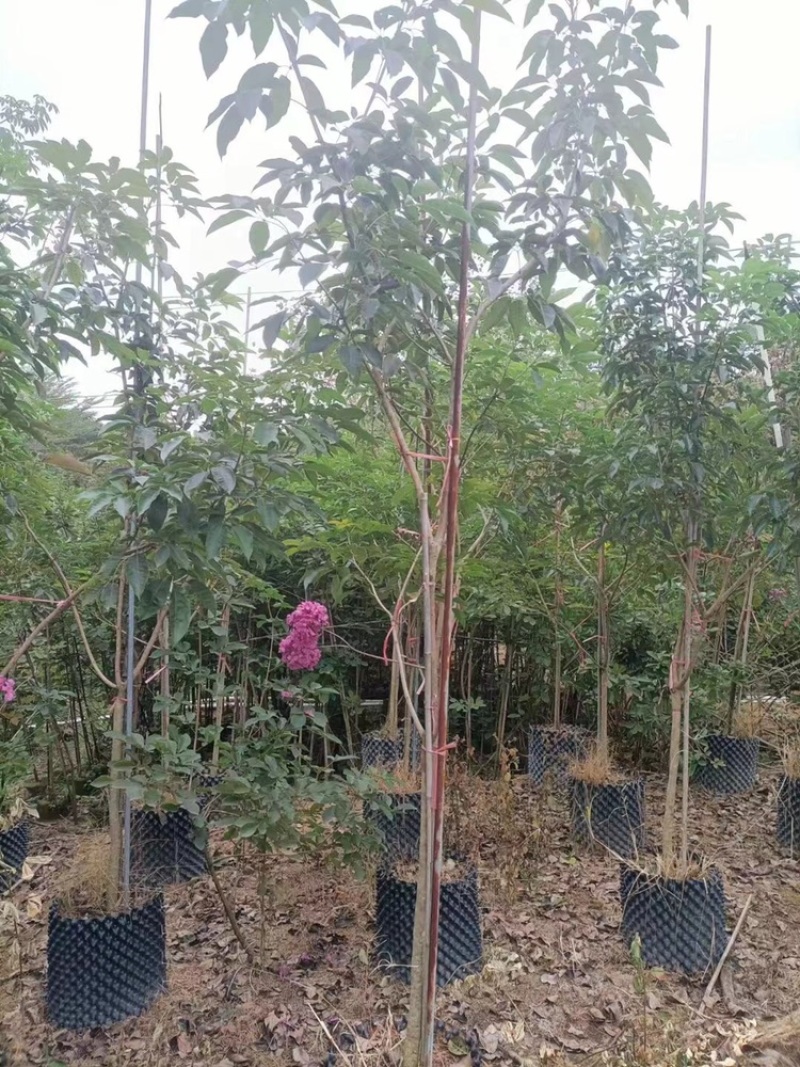 紫花风铃木原生全冠1-20分