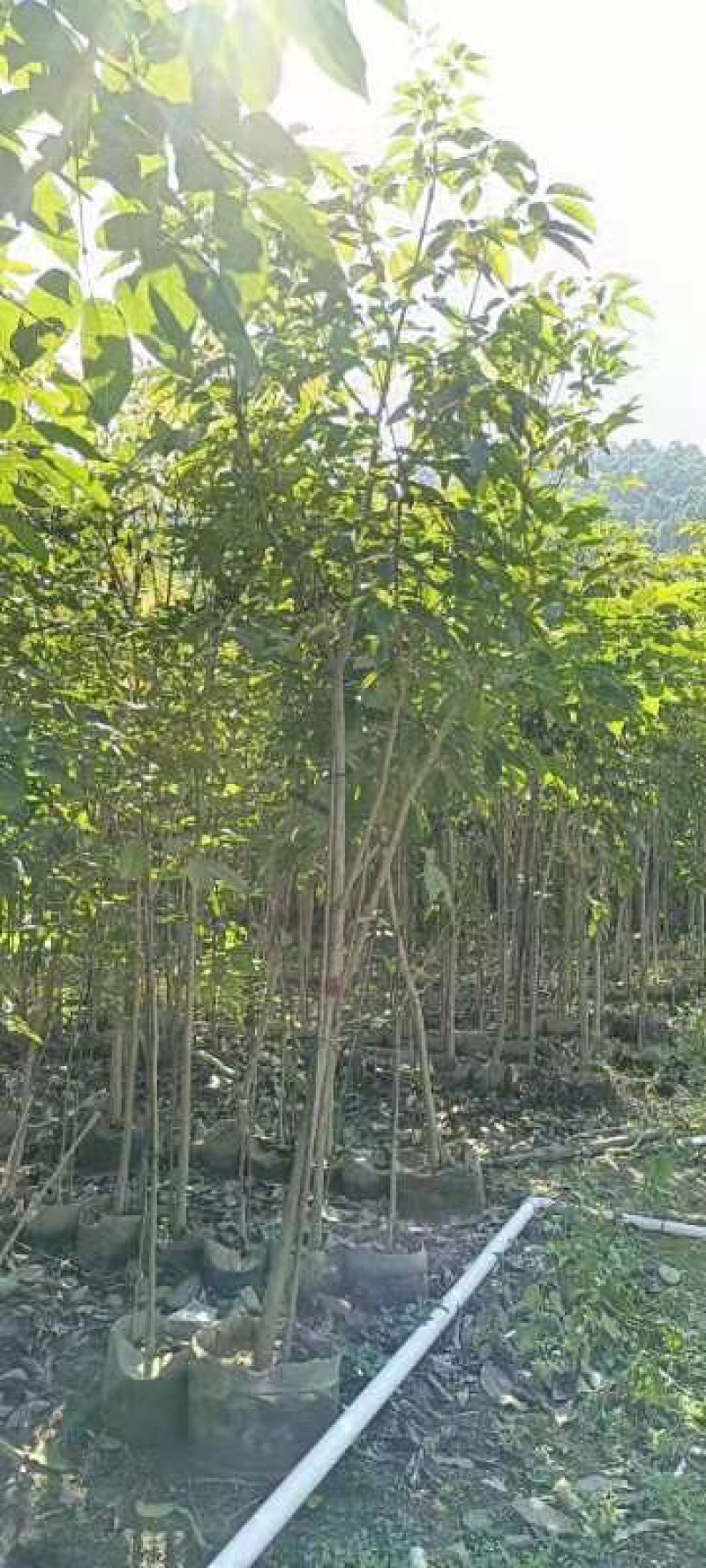 紫花风铃木原生全冠1-20分