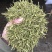 小米花，金银花优质小米花，小米花优惠大酬宾