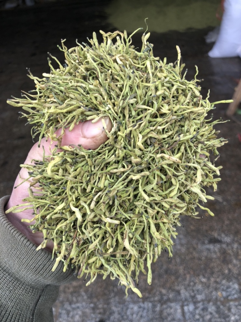 小米花，金银花优质小米花，小米花优惠大酬宾