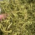 小米花，金银花优质小米花，小米花优惠大酬宾