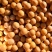 【东升系】黑龙江大豆精品大豆大量上市常年供货量大从优