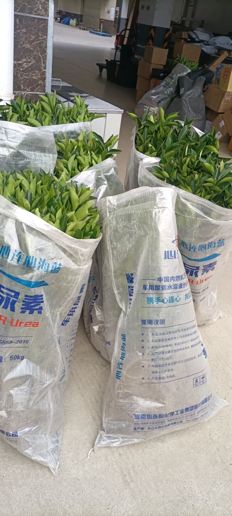 纽荷尔脐橙苗，脐橙苗，各种规格都有，货源充足