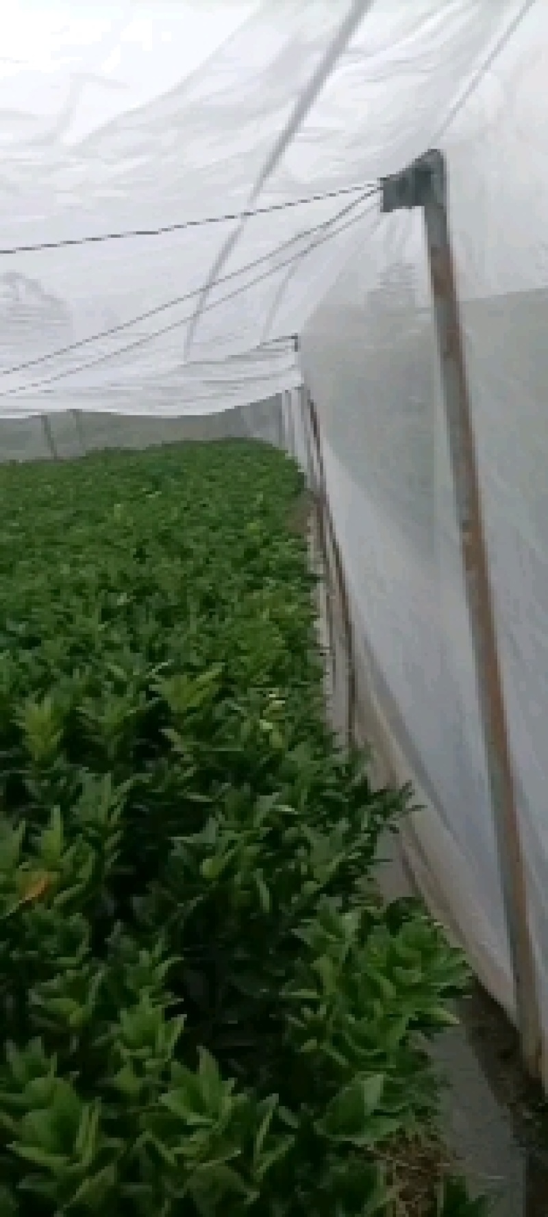 纽荷尔脐橙苗，脐橙苗，各种规格都有，货源充足
