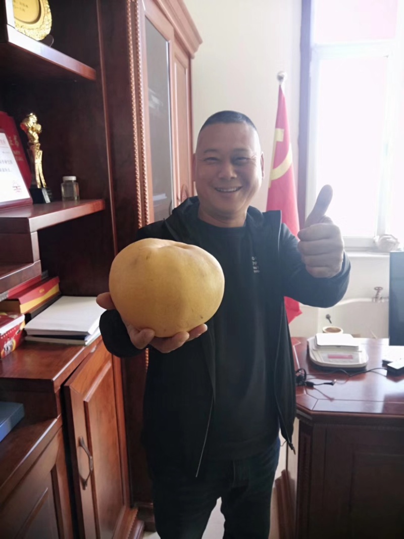 精品产品，晚秋黄梨苗玉露香树苗，现挖现发，线上交易