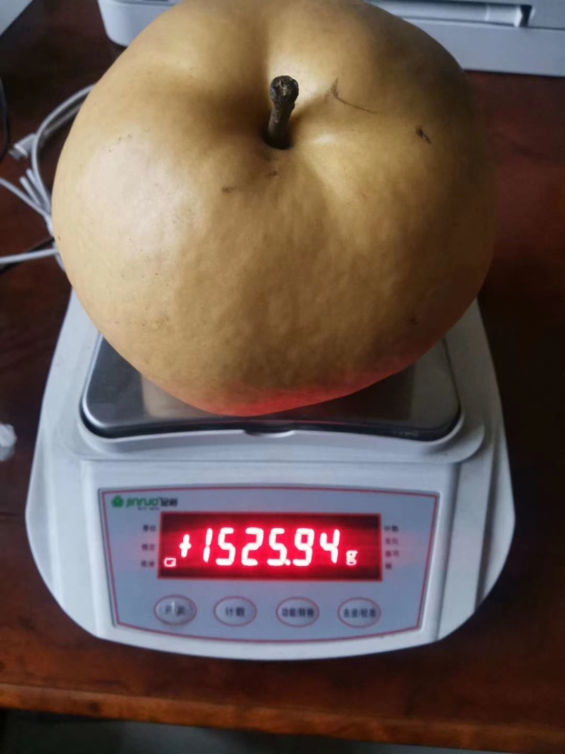 精品产品，晚秋黄梨苗玉露香树苗，现挖现发，线上交易