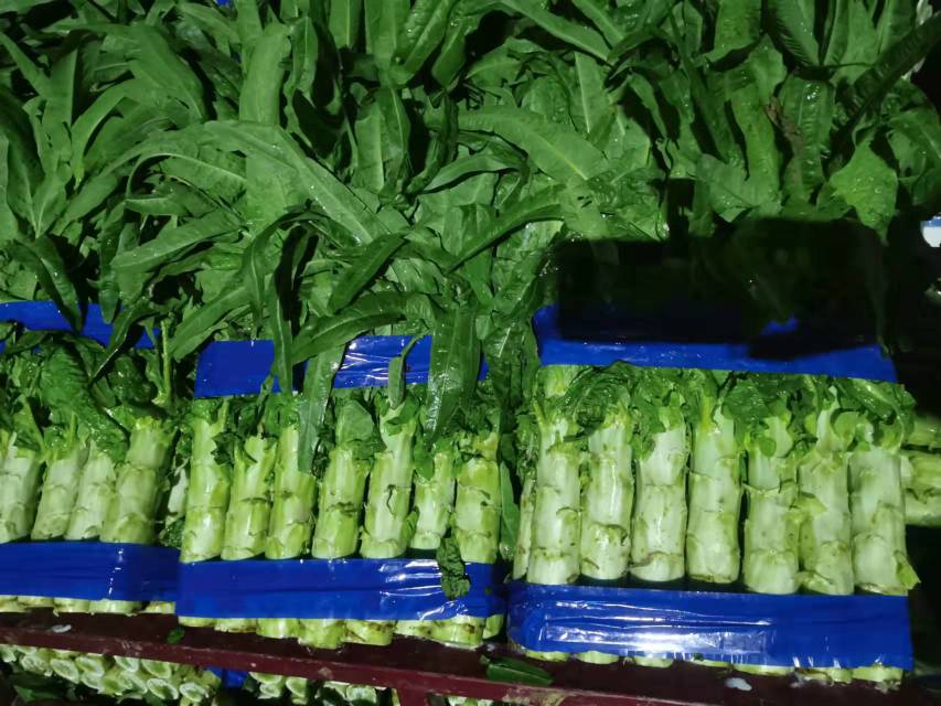 线茄与番茄对比图