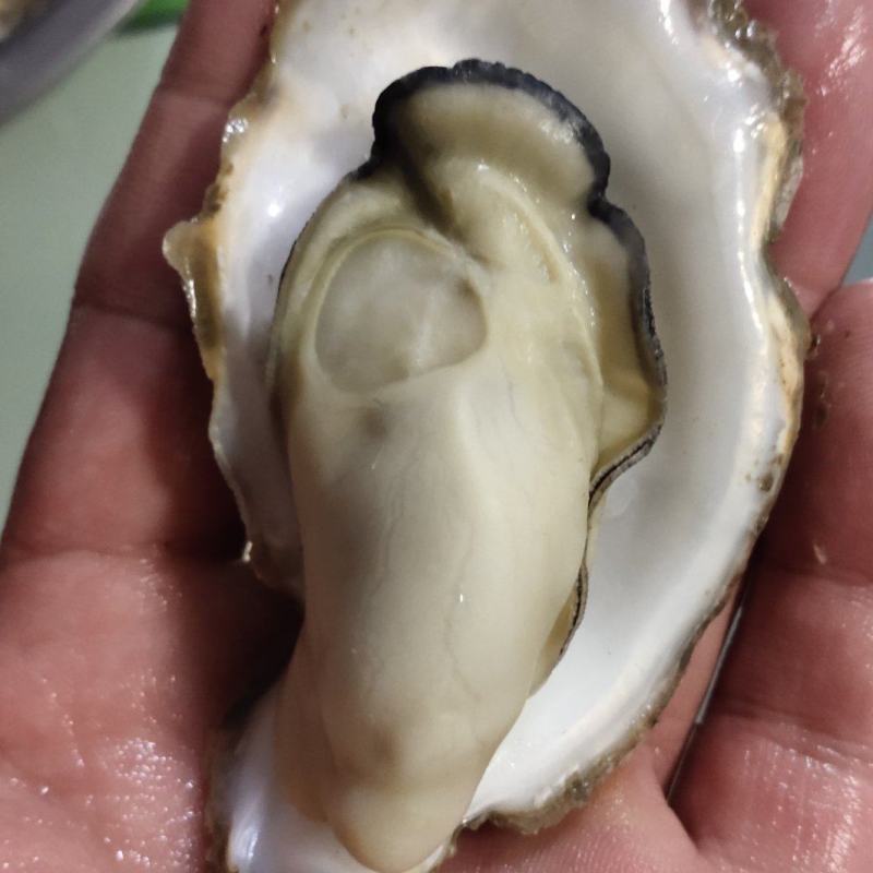 生蚝批发，现捞现发，全国发货！