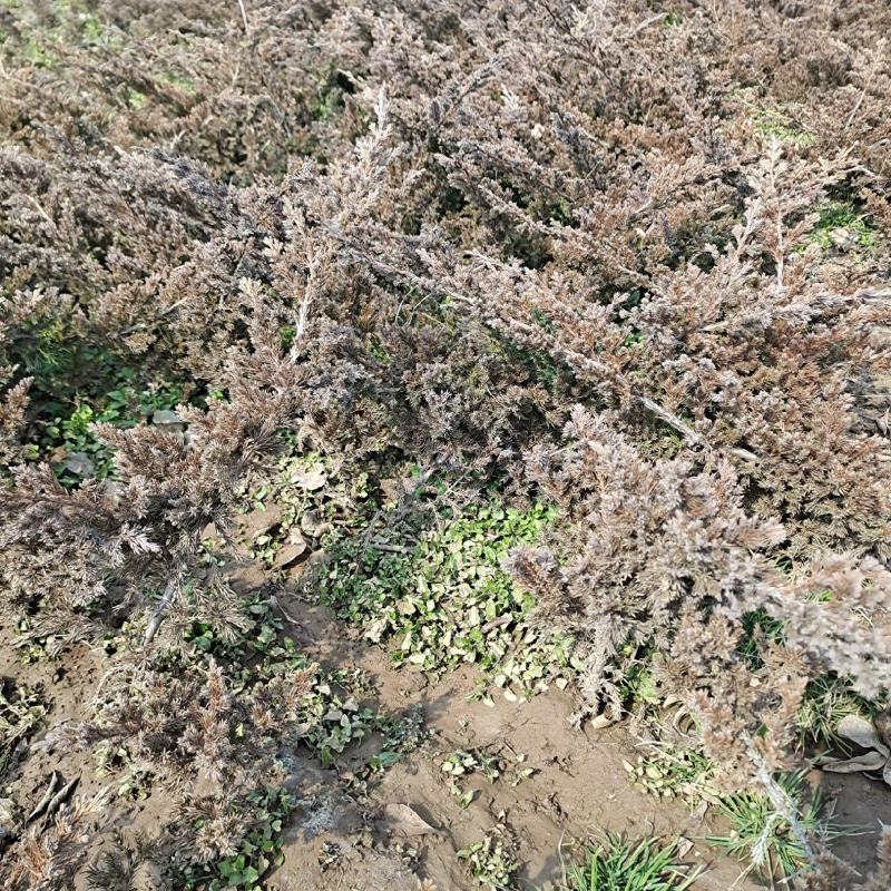 铺地柏盆景素材优质苗基地护坡绿化地柏