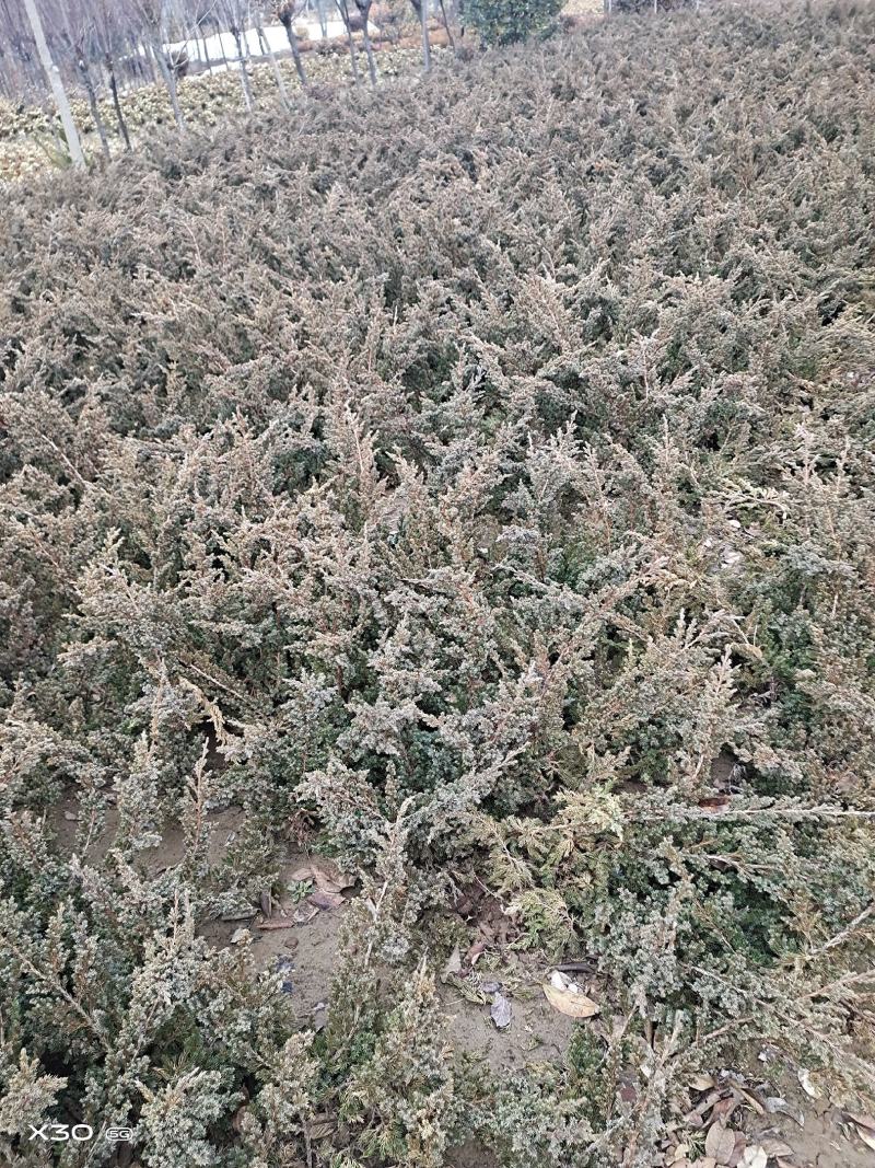 铺地柏盆景素材优质苗基地护坡绿化地柏