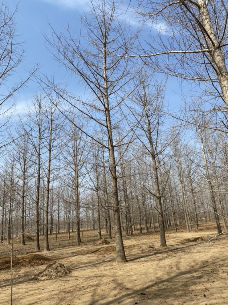 银杏树低价出售，历史低价大量抛售处理，苗圃号树当天装车