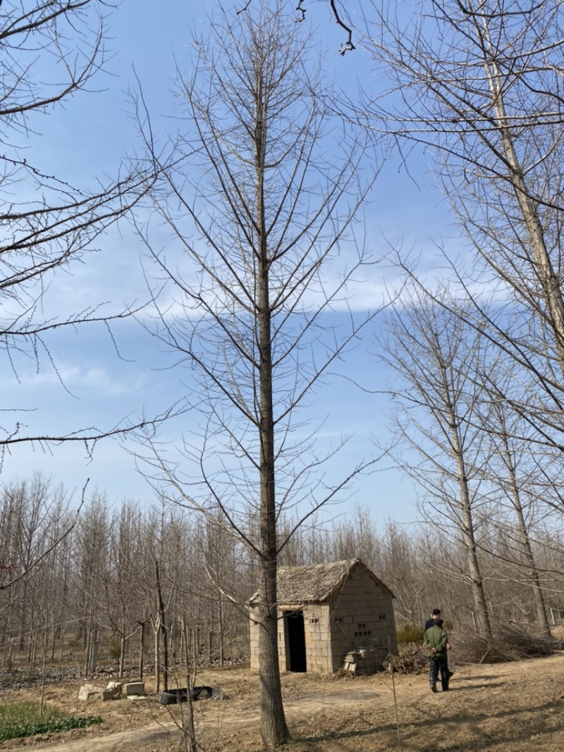 银杏树低价出售，历史低价大量抛售处理，苗圃号树当天装车