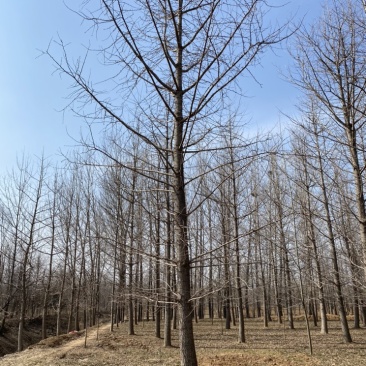 银杏树低价出售，历史低价大量抛售处理，苗圃号树当天装车