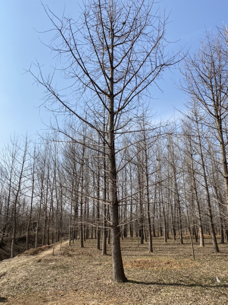 银杏树低价出售，历史低价大量抛售处理，苗圃号树当天装车