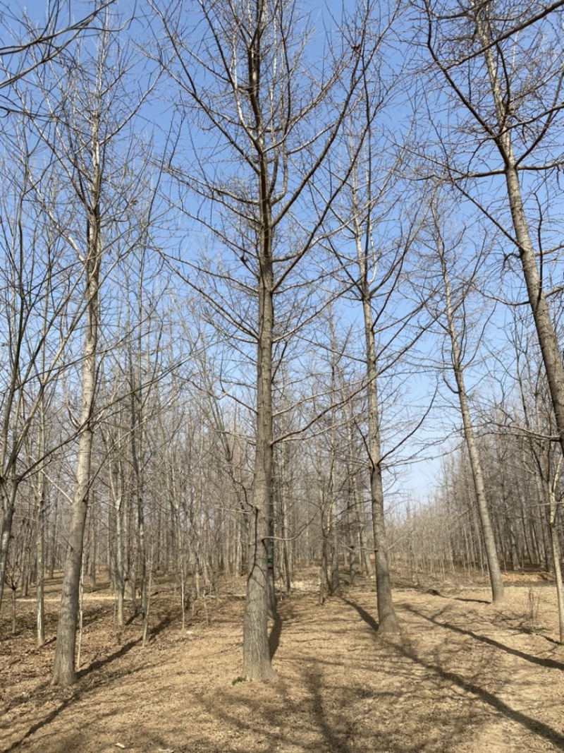 银杏树低价出售，历史低价大量抛售处理，苗圃号树当天装车