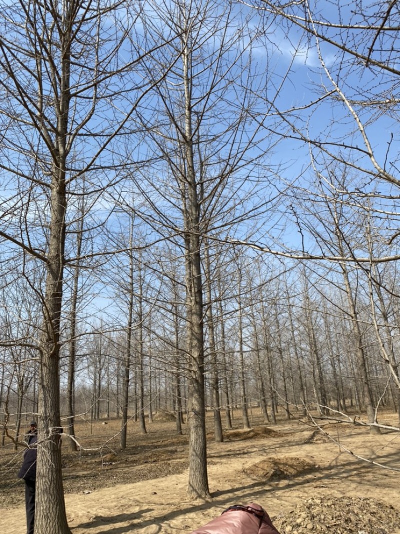 银杏树低价出售，历史低价大量抛售处理，苗圃号树当天装车